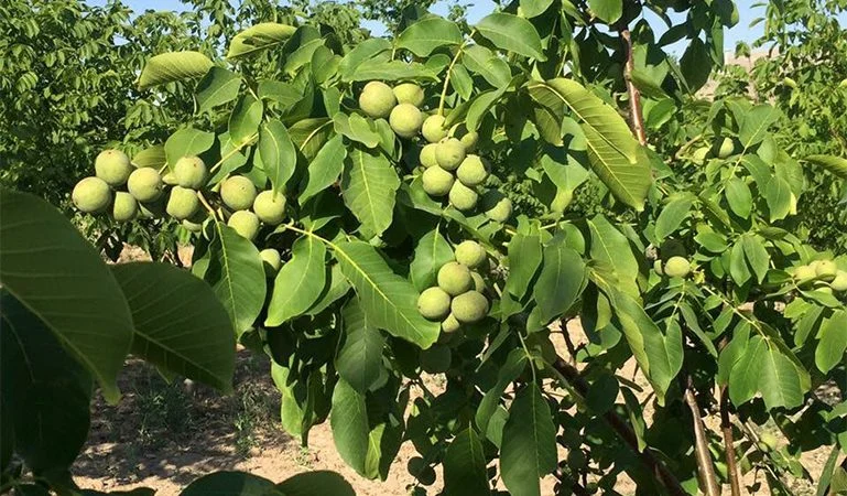چگونه می‌توان نهال گردو باکیفیت را شناسایی کرد: