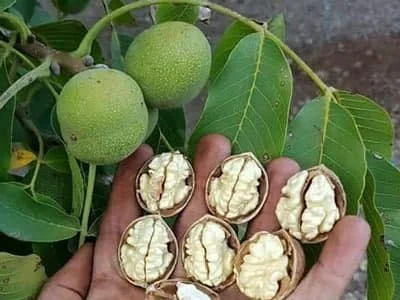 کسب و کار ایرانی